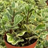 Variegated Triangle Fig Live Plant - Ficus Triangularis in 4" Pot, Indoor - Image 1