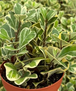 Variegated Triangle Fig Live Plant - Ficus Triangularis in 4" Pot, Indoor - Image 1