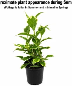 Variegated Weigela Live Plant 6-12" Tall - 4" Pot - Outdoor Flowering Shrub - Image 2