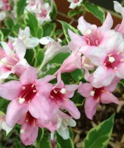 Variegated Weigela Live Plant 6-12