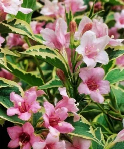 Variegated Weigela Live Plant 6-12