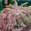 Variegated Weigela Live Plant 6-12" Tall - 4" Pot - Outdoor Flowering Shrub - Image 1