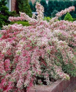 Variegated Weigela Live Plant 6-12" Tall - 4" Pot - Outdoor Flowering Shrub - Image 1