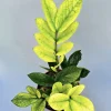 Variegated ZZ Plant Live - Zamioculcas zamiifolia Houseplant - Rare & Easy Care - Image 1