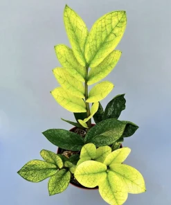 Variegated ZZ Plant Live - Zamioculcas zamiifolia Houseplant - Rare & Easy Care - Image 1