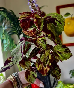 Variety Live Plants with Pot - Easy Care Indoor & Outdoor Houseplants - Image 11