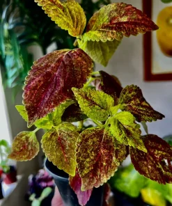 Variety Live Plants with Pot - Easy Care Indoor & Outdoor Houseplants - Image 12