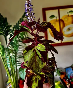 Variety Live Plants with Pot - Easy Care Indoor & Outdoor Houseplants - Image 13