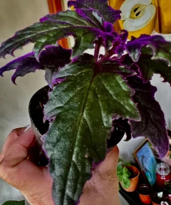Variety Live Plants with Pot - Easy Care Indoor & Outdoor Houseplants - Image 14