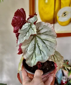 Variety Live Plants with Pot - Easy Care Indoor & Outdoor Houseplants - Image 15