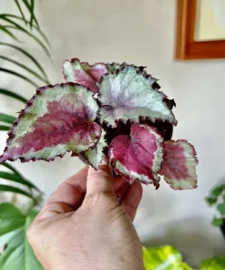 Variety Live Plants with Pot - Easy Care Indoor & Outdoor Houseplants - Image 16