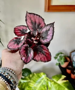 Variety Live Plants with Pot - Easy Care Indoor & Outdoor Houseplants - Image 17