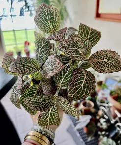 Variety Live Plants with Pot - Easy Care Indoor & Outdoor Houseplants - Image 18