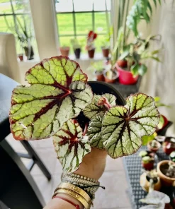 Variety Live Plants with Pot - Easy Care Indoor & Outdoor Houseplants - Image 19