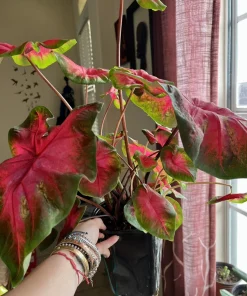 Variety Live Plants with Pot - Easy Care Indoor & Outdoor Houseplants - Image 2