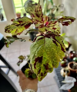 Variety Live Plants with Pot - Easy Care Indoor & Outdoor Houseplants - Image 20