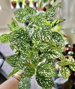 Variety Live Plants with Pot - Easy Care Indoor & Outdoor Houseplants - Image 21