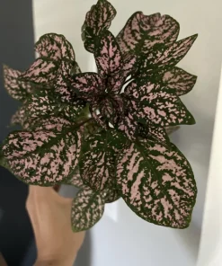 Variety Live Plants with Pot - Easy Care Indoor & Outdoor Houseplants - Image 22
