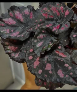 Variety Live Plants with Pot - Easy Care Indoor & Outdoor Houseplants - Image 23