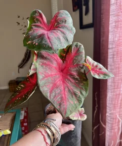 Variety Live Plants with Pot - Easy Care Indoor & Outdoor Houseplants - Image 3