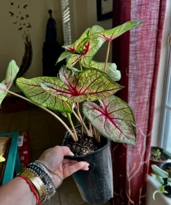 Variety Live Plants with Pot - Easy Care Indoor & Outdoor Houseplants - Image 4