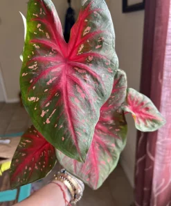 Variety Live Plants with Pot - Easy Care Indoor & Outdoor Houseplants - Image 5