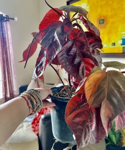 Variety Live Plants with Pot - Easy Care Indoor & Outdoor Houseplants - Image 6