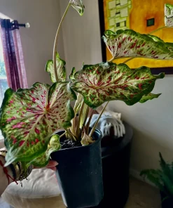 Variety Live Plants with Pot - Easy Care Indoor & Outdoor Houseplants - Image 7