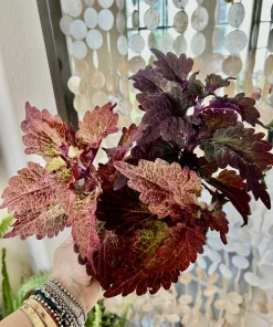 Variety Live Plants with Pot - Easy Care Indoor & Outdoor Houseplants - Image 8