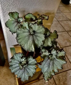 Variety Live Plants with Pot - Easy Care Indoor & Outdoor Houseplants - Image 9