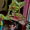 Variety Live Plants with Pot - Easy Care Indoor & Outdoor Houseplants - Image 1