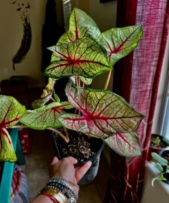 Variety Live Plants with Pot - Easy Care Indoor & Outdoor Houseplants - Image 1