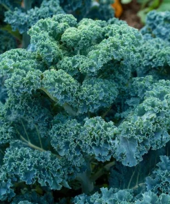 Vates Blue Curled Kale Seeds - 300 Count Packet - Cold Hardy Leafy Greens - Image 3