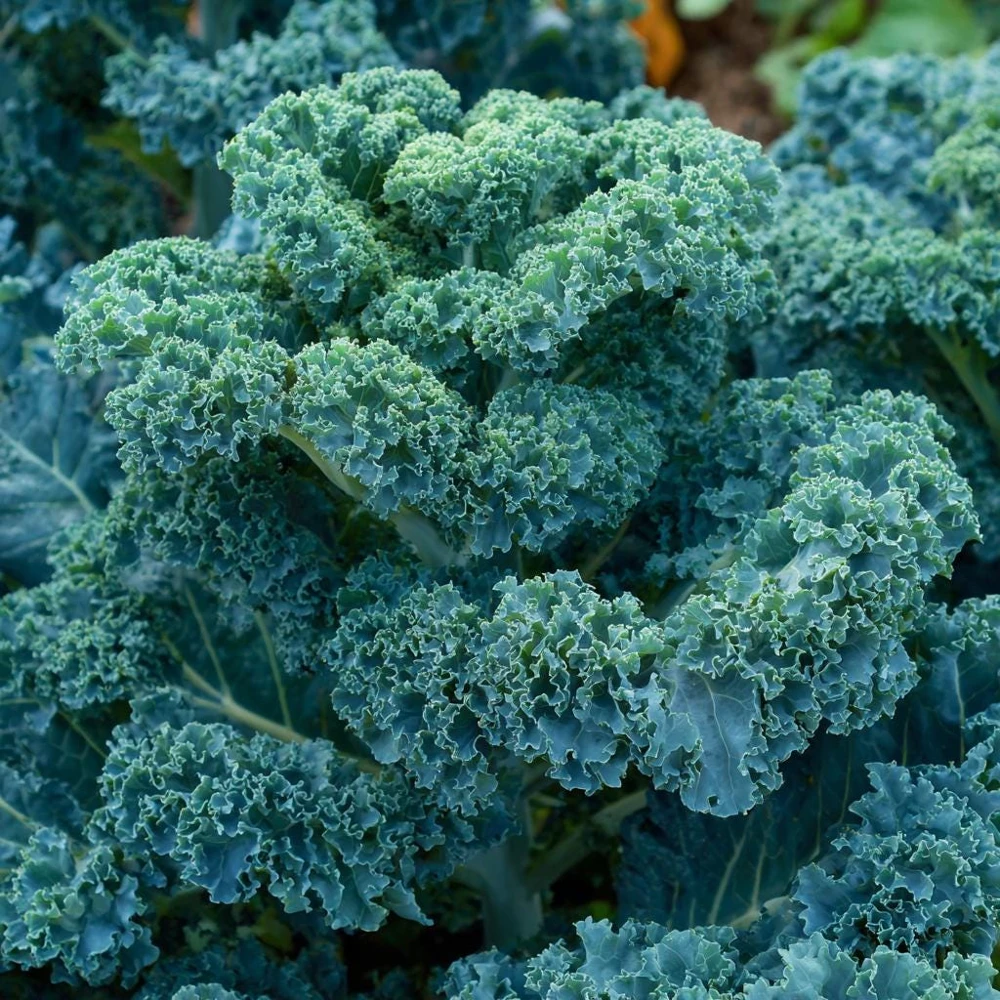 Vates Blue Curled Kale Seeds - 300 Count Packet - Cold Hardy Leafy Greens - Image 3