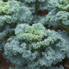 Vates Blue Curled Kale Seeds - 300 Count Packet - Cold Hardy Leafy Greens - Image 1