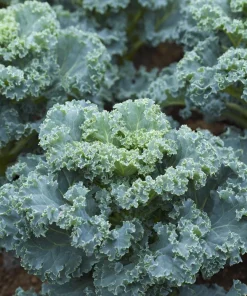 Vates Blue Curled Kale Seeds - 300 Count Packet - Cold Hardy Leafy Greens - Image 1