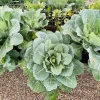 Vates Collard Greens Seeds - 250 Count, Brassica Oleracea, Vegetable Seeds - Image 1
