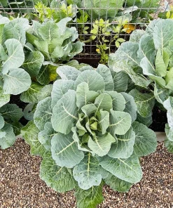 Vates Collard Greens Seeds - 250 Count, Brassica Oleracea, Vegetable Seeds - Image 1