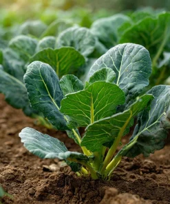 Vates Collard Seeds – Heirloom Leafy Green Vegetable – 200 Seed Pack – Outdoor Garden - Image 1