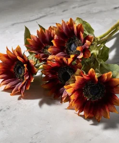 Velvet Queen Sunflower Seeds - 25 Heirloom Helianthus annuus for Gardens & Cut Flowers - Image 3