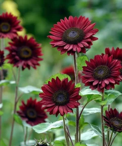 Velvet Queen Sunflower Seeds - 25 Heirloom Helianthus annuus for Gardens & Cut Flowers - Image 5