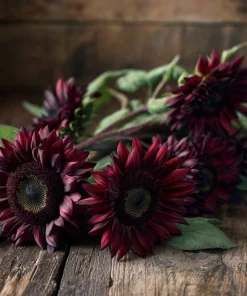 Velvet Queen Sunflower Seeds - 25 Heirloom Helianthus annuus for Gardens & Cut Flowers - Image 6
