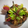 Venus Flytrap Live Plant - Dionaea Muscipula - Carnivorous Plant, 3in Pot - Image 1
