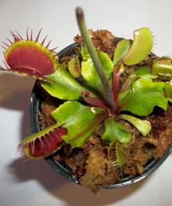 Venus Flytrap Live Plant - Dionaea Muscipula - Carnivorous Plant, 3in Pot - Image 1