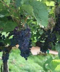 Venus Seedless Grape Vine Live Plant – 1-2 Year Old – Blue Fruit – Outdoor - Image 2