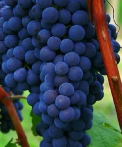 Venus Seedless Grape Vine Live Plant – 1-2 Year Old – Blue Fruit – Outdoor - Image 3