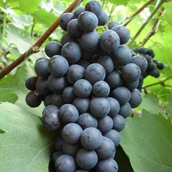 Venus Seedless Grape Vine Live Plant – 1-2 Year Old – Blue Fruit – Outdoor - Image 1