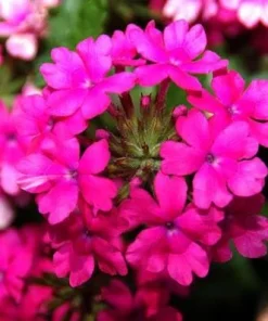 Verbena St. Paul Pink Live Plants - Pack of 2, 5-9" Tall, Outdoor - Image 2