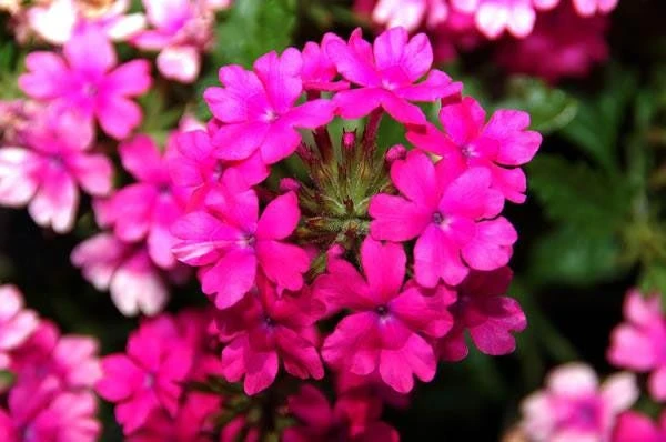 Verbena St. Paul Pink Live Plants - Pack of 2, 5-9" Tall, Outdoor - Image 2
