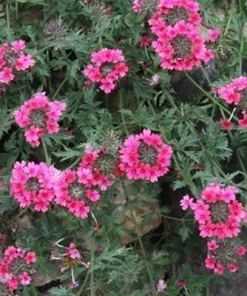 Verbena St. Paul Pink Live Plants - Pack of 2, 5-9